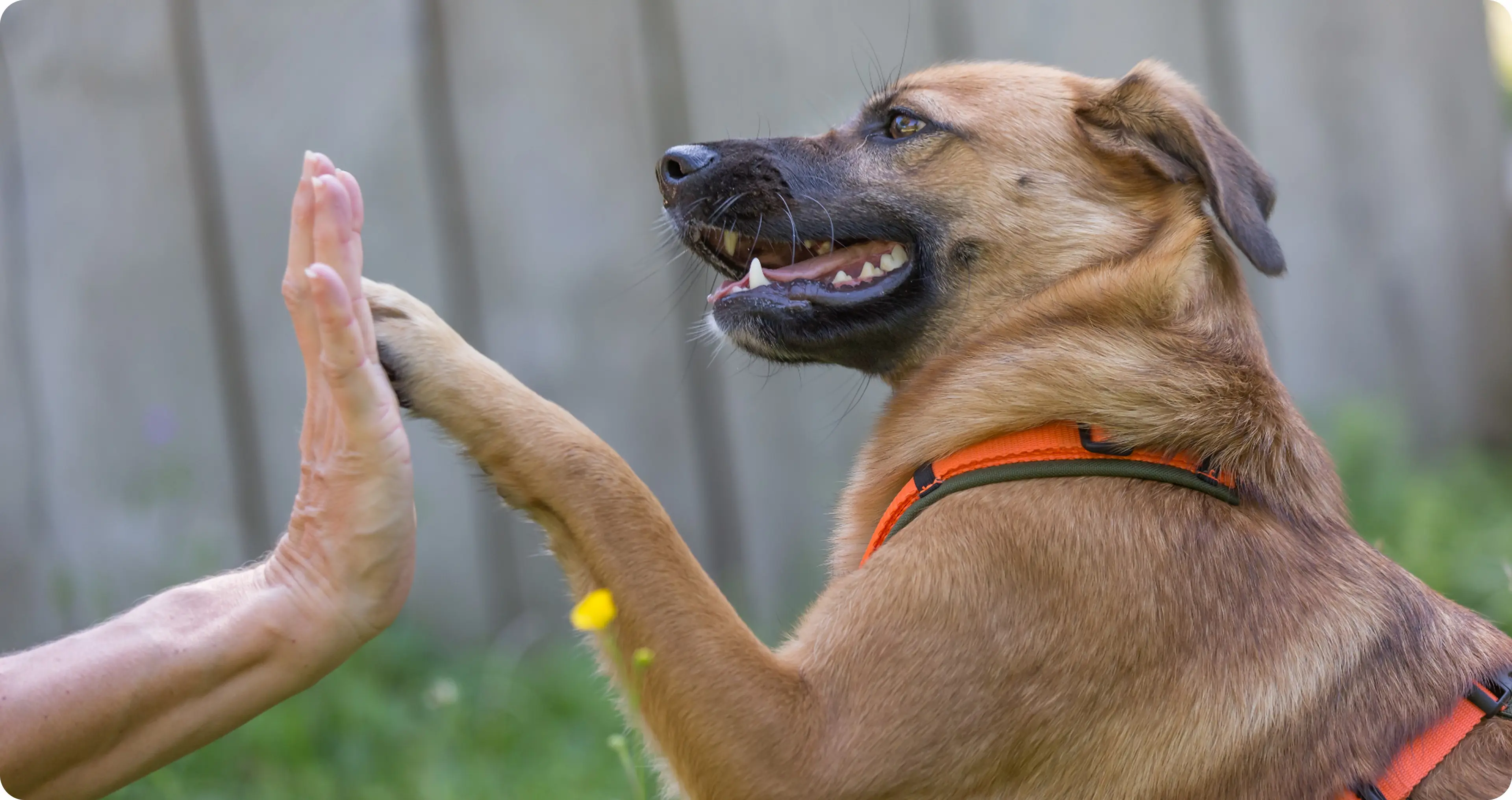 Individual dog training session